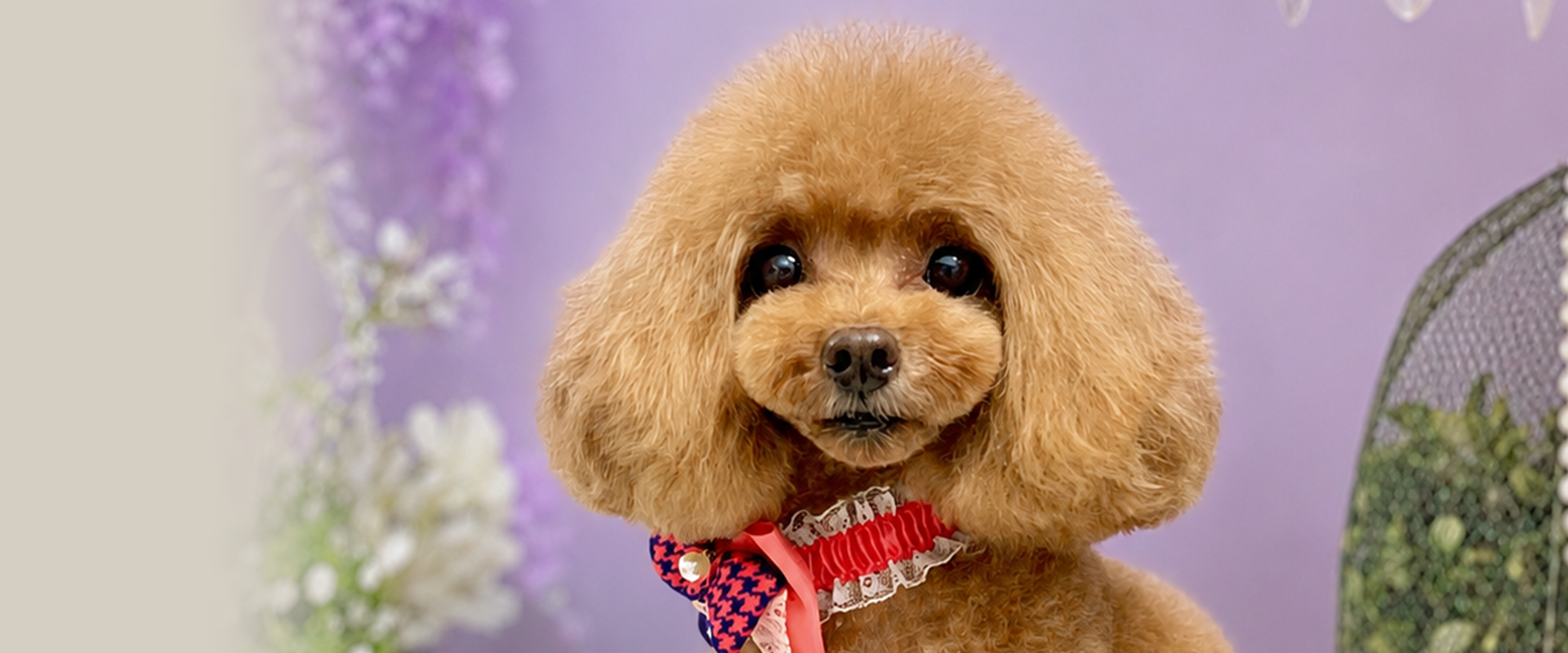 pet salon chacotto smile