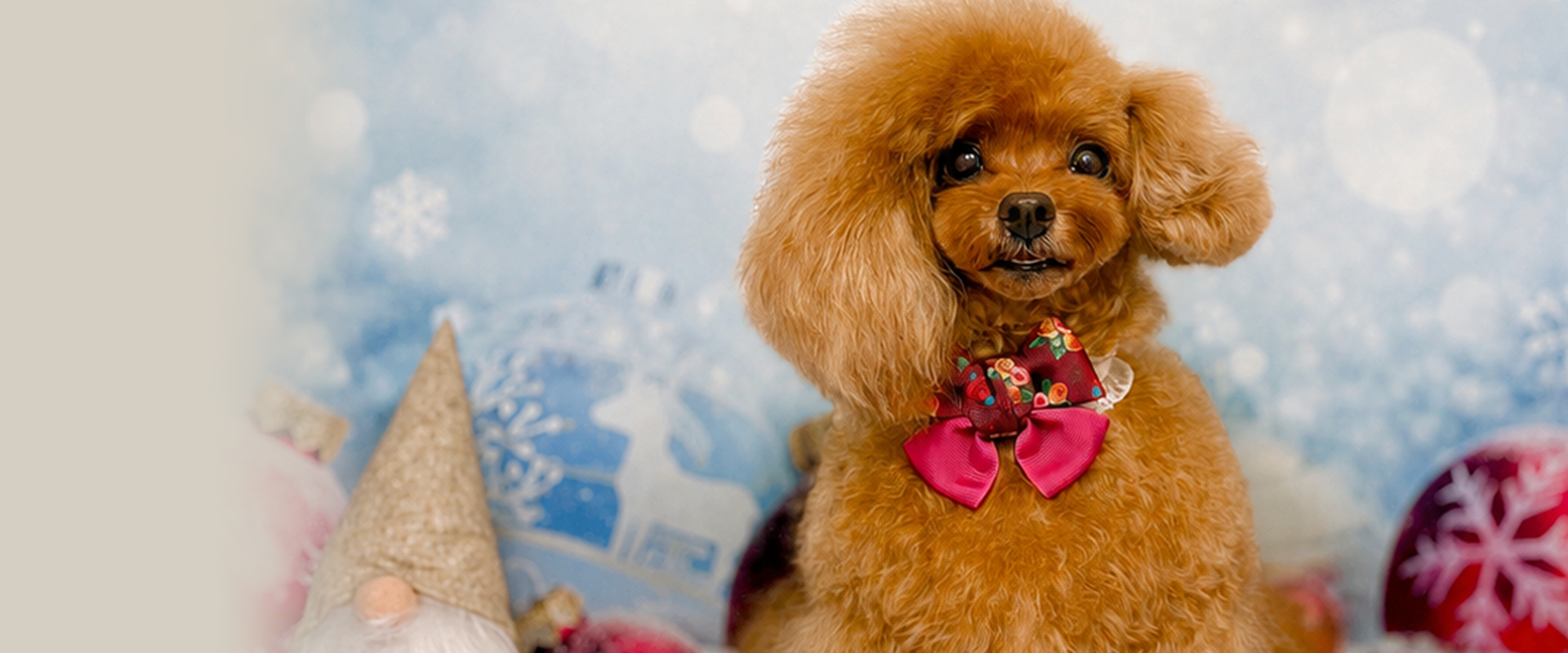 pet salon chacotto smile