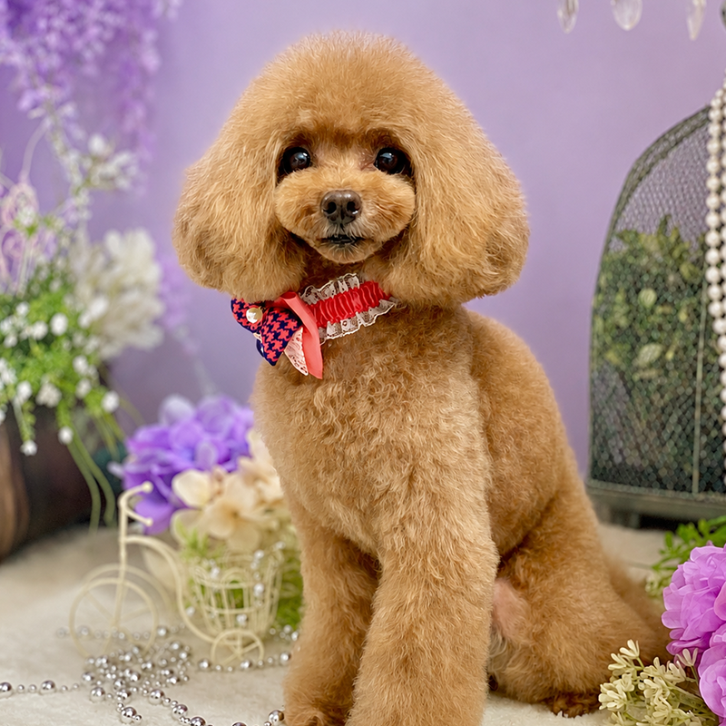 pet salon chacotto smile