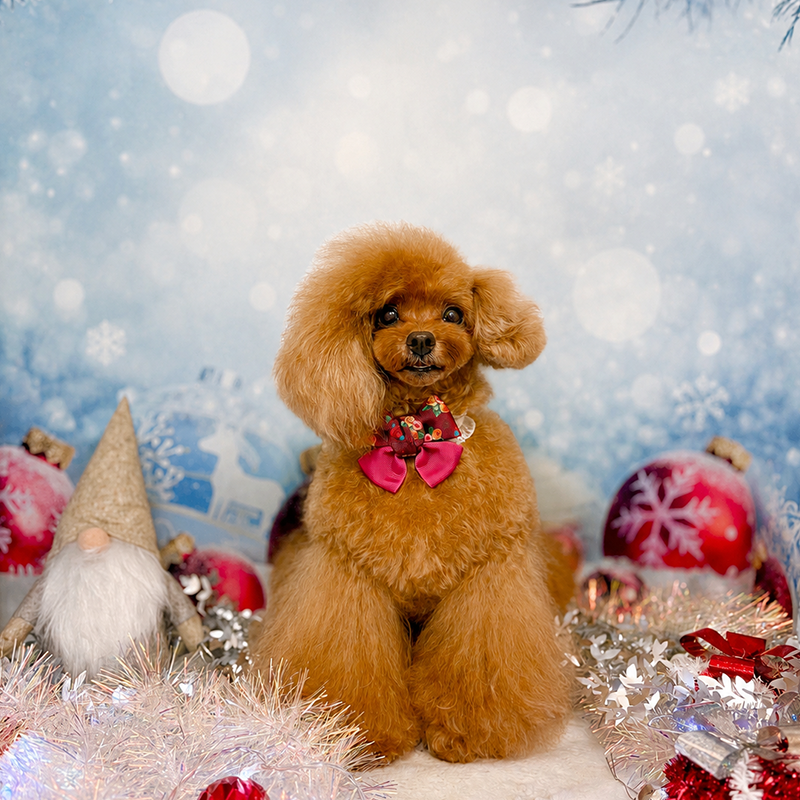 pet salon chacotto smile